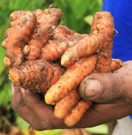 Turmeric